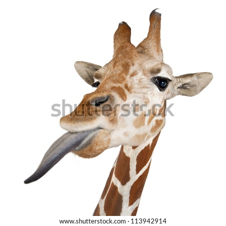 Somali Giraffe, commonly known as Reticulated Giraffe, Giraffa camelopardalis reticulata, 2 and a half years old close up against white background