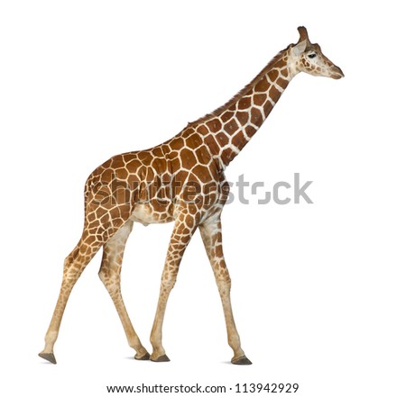 Somali Giraffe, commonly known as Reticulated Giraffe, Giraffa camelopardalis reticulata, 2 and a half years old walking against white background Royalty-Free Stock Photo #113942929