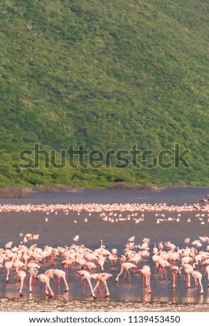 Landscape with pink birds. Flamingo of Lake Baringo. Africa	