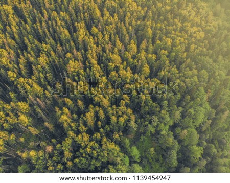 Photos of the drone: a view of the forest in the mountains
