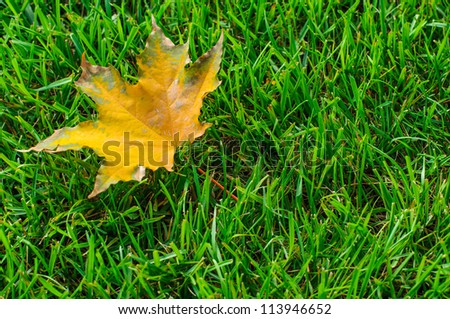 Yellow autumn leaf on green grass closeup