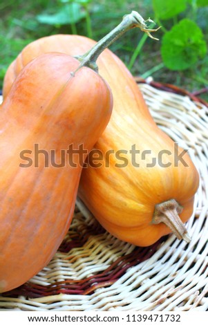 Two fresh whole pumpkins