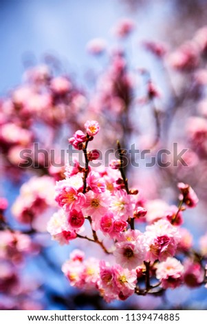 Sakura flower spring season in Tokyo Japan.