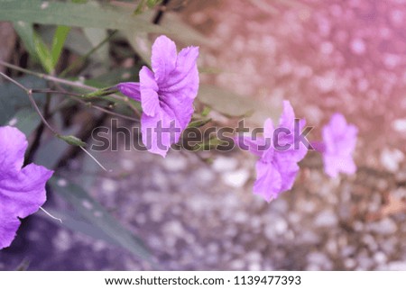 Nature view of purple flowers blooming. Abstract outdoor texture from bright sunlight background.