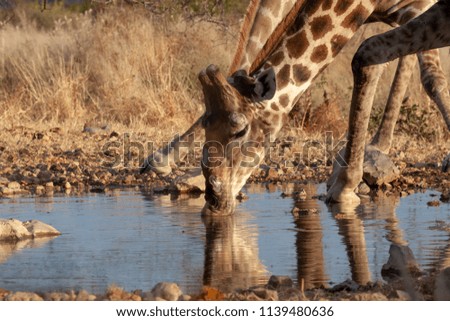 The giraffe is drinking water. These are good pictures of wildlife. Photos were taken on short distance and with excellent light.