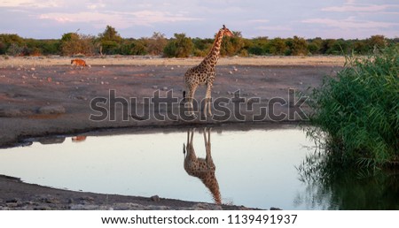 The giraffe is standing near watering-place. These are good pictures of wildlife. Photos were taken on short distance and with excellent light.
