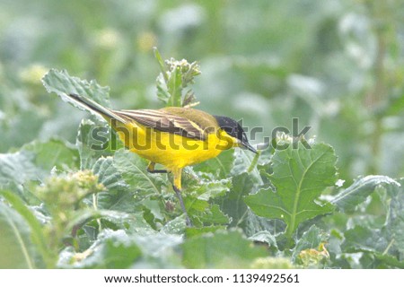 Yellow Wagtail (Motacilla flava) in Springtime