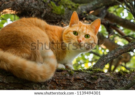 Awesome red cat with green eyes looks at you from a branch of an apple tree. Soft focus with bokeh background.