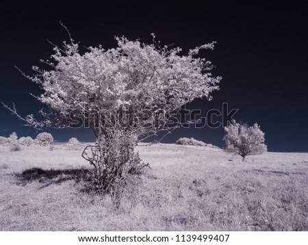 infrared photography - ir photo of a tree - the art of our world in the infrared spectrum