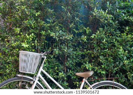 white vintage bicycle parks on green grass field against  with green leafs wall background