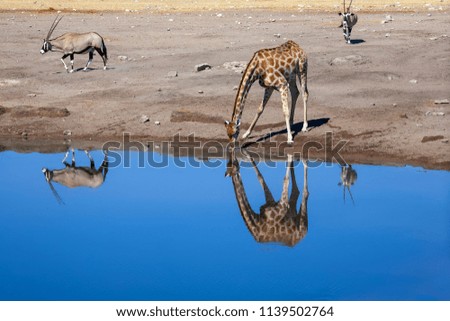 The giraffe is drinking water. These are good pictures of wildlife. Photos were taken on short distance and with excellent light.