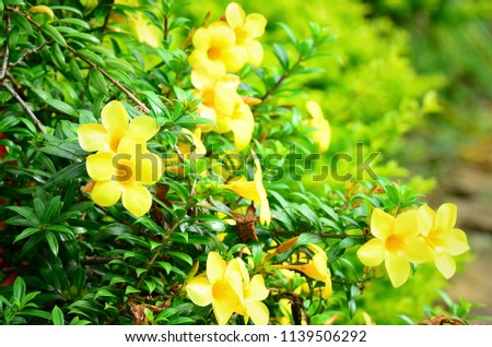 Yellow Jessamine flower, a early-blooming vine with bright, funnel-shaped flowers. It grows beautifully over fences, walls and trellises. Royalty-Free Stock Photo #1139506292