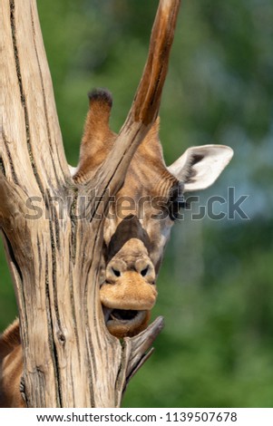 Giraffe animal in safari park close up