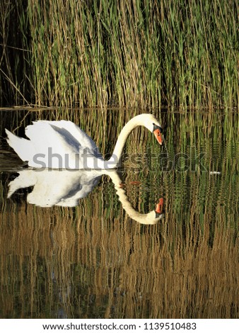 Swan reflection in the lake