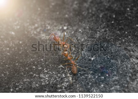 Selective focus of Red ant fighting on ground with warm light and copy space