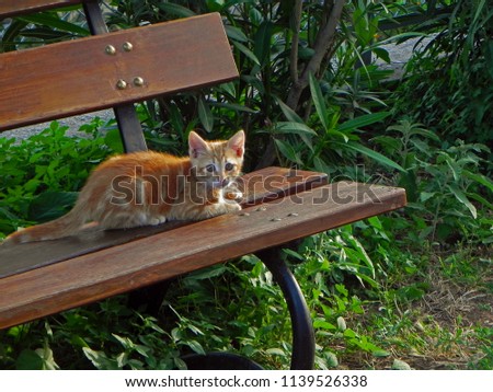 Little Cat Upon A Bench      