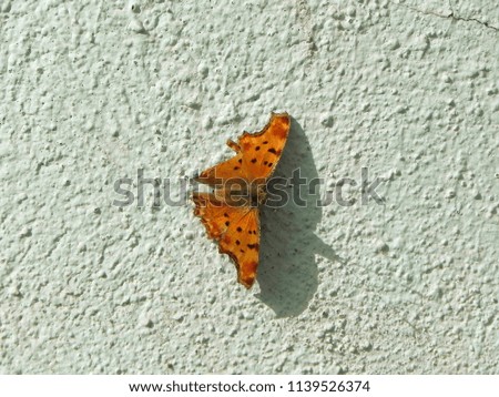 Orange Butterfly On A Wall