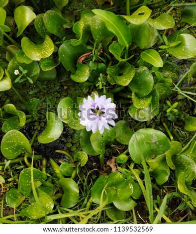 Photograph of a Lily Pad Bloom 