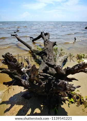Close Up Photograph of a Dead Cypress Tree on a Beach in Fontainebleu State Park on Lake Pontchatrain, Mandeville Louisiana