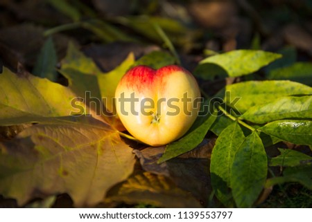 Real Heart Shaped Apple on Autumn Foliage and Grass