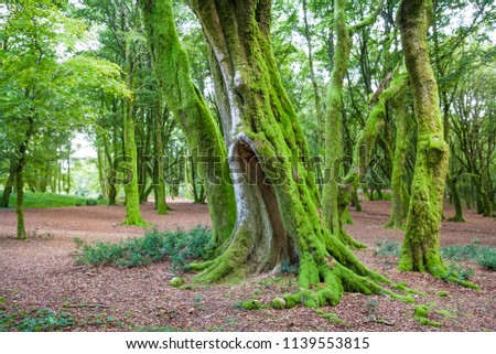 Morvan Regional Natural Parc Forest with Green Moss and Trees Royalty-Free Stock Photo #1139553815