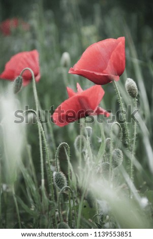 Red Poppy Flowers in Green Fields in Summer