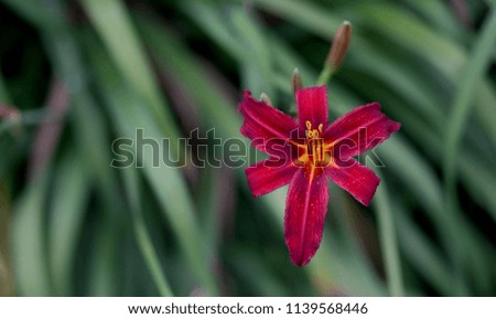 Lily flower and green leaf background in garden at summer or spring day.
