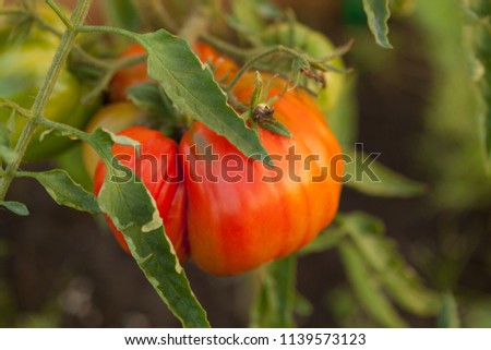big red tomato grow on bench