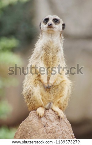Portrait of Meerkat suricata suricatta, African native animal
