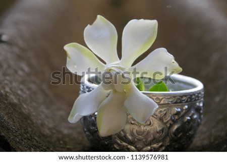 Gardenia jasminoides in the water bowl