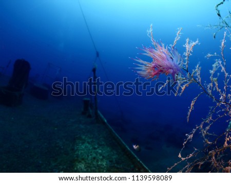 nudibranch on ship wreck underwater