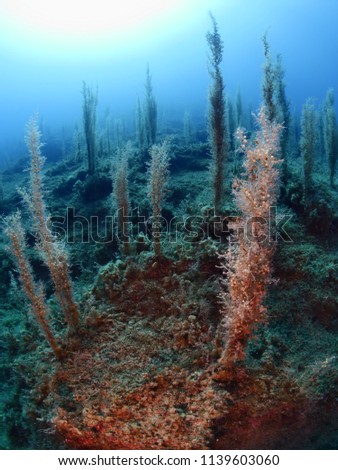plants underwater sun shine and scenery algea