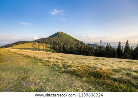 Wide panorama of grassy valley, dense evergreen pine forest and mountains landscape on bright summer day under blue sky. Beauty of nature, tourism, traveling and environment preservation concept.