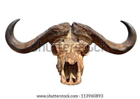 Skull of African Buffalo with big horns Isolated on White Background