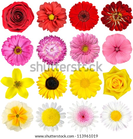 Big Selection of Various Flowers Isolated on White Background. Red, Pink, Yellow, White Colors including rose, dahlia, marigold, zinnia, straw flower, sunflower, daisy, primrose and other wildflowers Royalty-Free Stock Photo #113961019