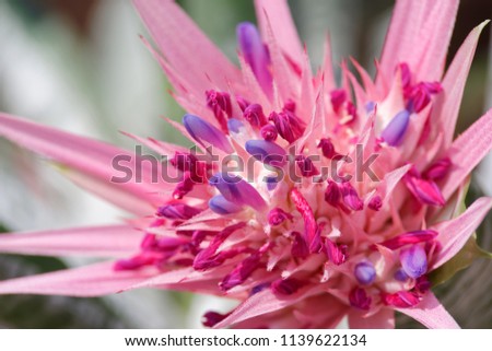 Close up of pink aechmea fasciata, silver vase plant