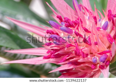 Close-up of pink aechmea fasciata, silver vase plant