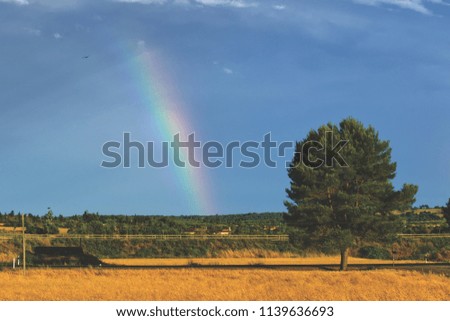 field in mallorca with a beautiful rainbow in the height of summer. real image