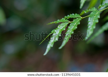 Green leaves of neem tree. Picture is selective focus.
Scientific name: Azadirachta indica A. Juss. Var. Siamensis Valeton.
Common name: Siamese neem tree, Nim, Margosa, Quinine.
Family: Meliaceae.