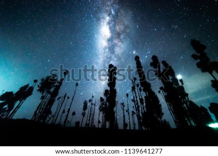 Milkyway with tree silhouette.