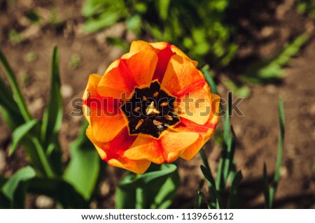 orange beautiful and bright tulip with yellow and red bands. terry . flower close-up. sunny picture in the garden