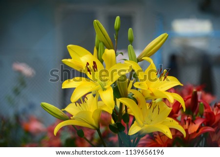 Vibrant yellow lily (Lilium bulbiferum)
