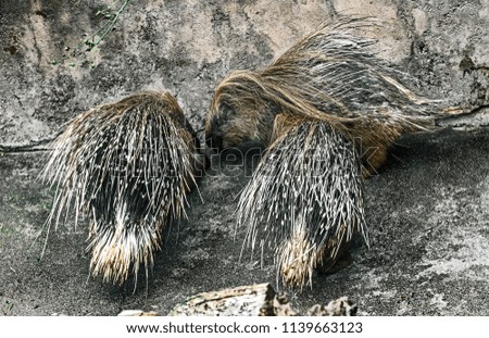 Porcupine in its enclosure. Latin name -Hystrix cristata
