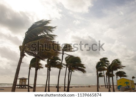 Palm Trees Before A Tropical Storm Royalty-Free Stock Photo #1139665874