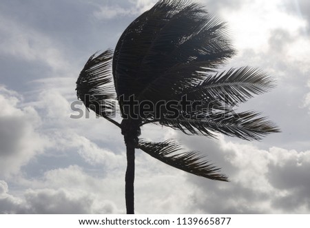 Palm Tree Before a Tropical Storm or Hurricane Royalty-Free Stock Photo #1139665877