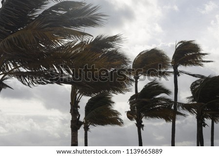 Palm Trees in the wind before a storm Royalty-Free Stock Photo #1139665889