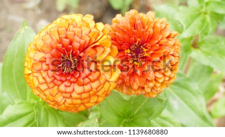 Natural background, flowers Royalty-Free Stock Photo #1139680880
