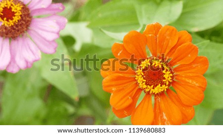 Natural background, flowers Royalty-Free Stock Photo #1139680883