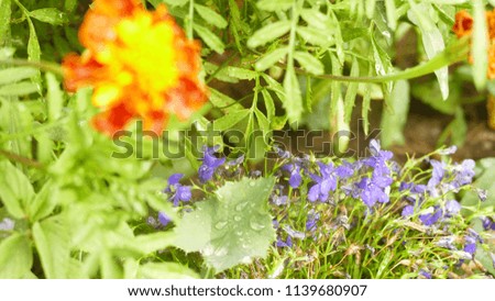 Natural background, flowers Royalty-Free Stock Photo #1139680907