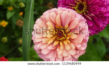 Natural background, flowers Royalty-Free Stock Photo #1139680949